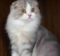 a grey and white cat sitting on top of a wooden shelf