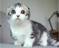 a cat is sitting on a couch looking at the camera