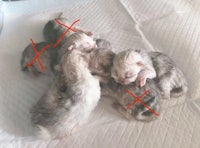 a group of grey and white kittens laying on a bed