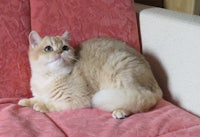 a cat sitting on a chair