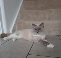 a blue and white cat laying on the floor