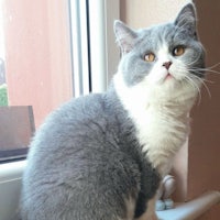 a grey and white cat sitting on a window sill