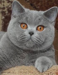 a grey cat with orange eyes laying on a carpet